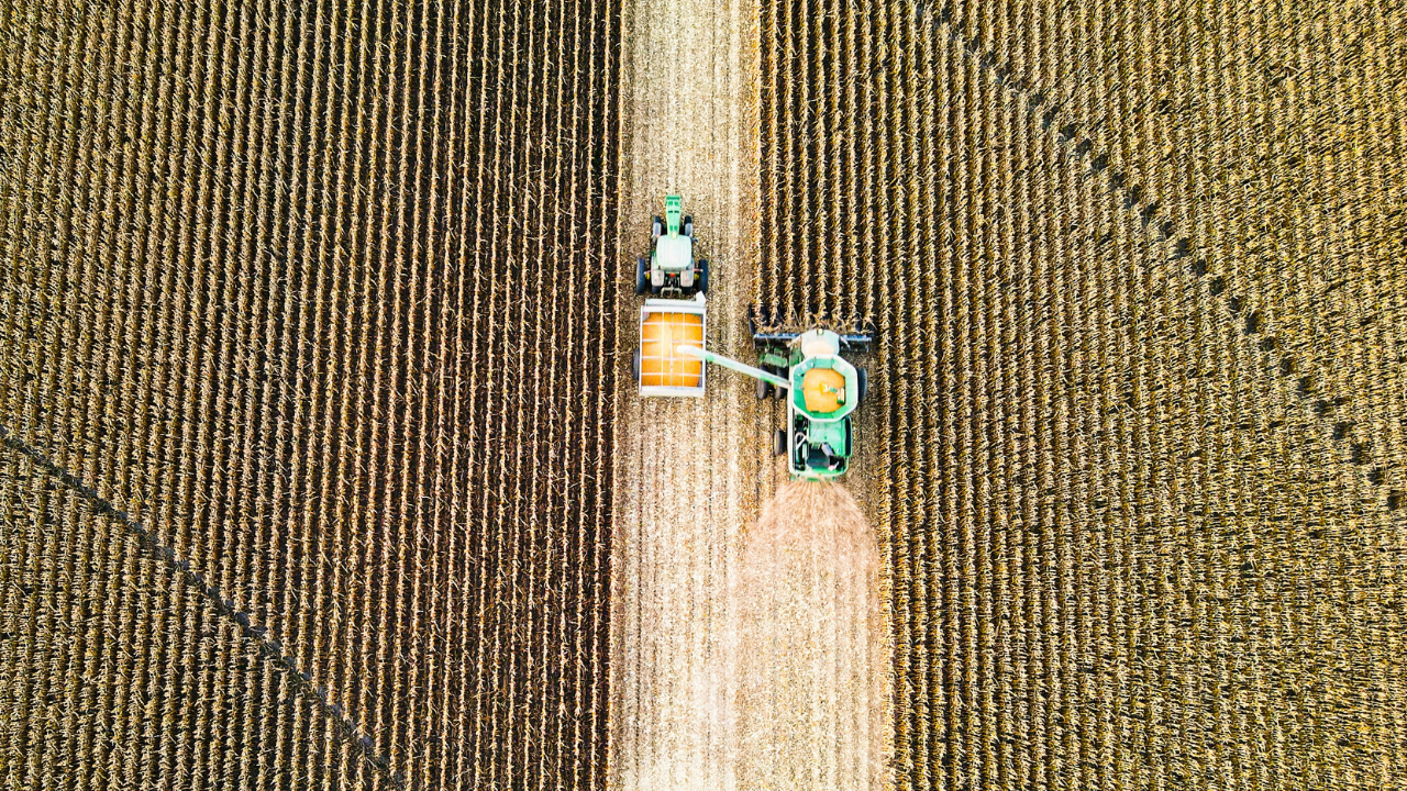 Machine harvesting of a large field of wheat shot from above